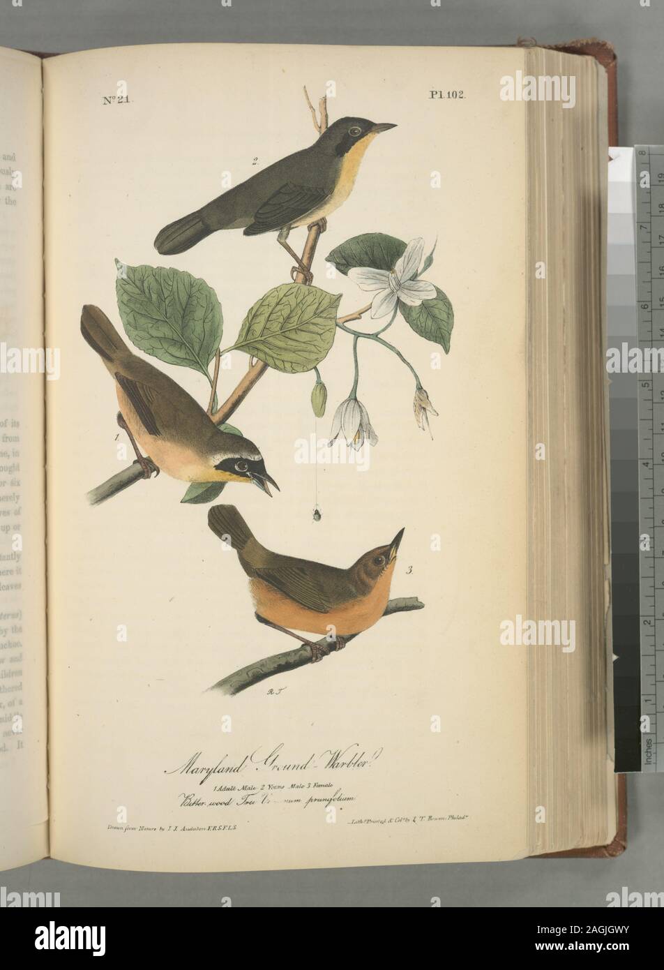 Trichas marilandica. Maryland Gelb-Hals. [Anlage:] Snow drop Baum, Silber Baum, oder Wild Olive. Halesia Tetraptera. [Beschreibung]; Maryland Ground-Warbler. 1. Erwachsene Männchen, 2. Junge männliche, 3. Frau. (Bitter - Holz Baum). Stockfoto