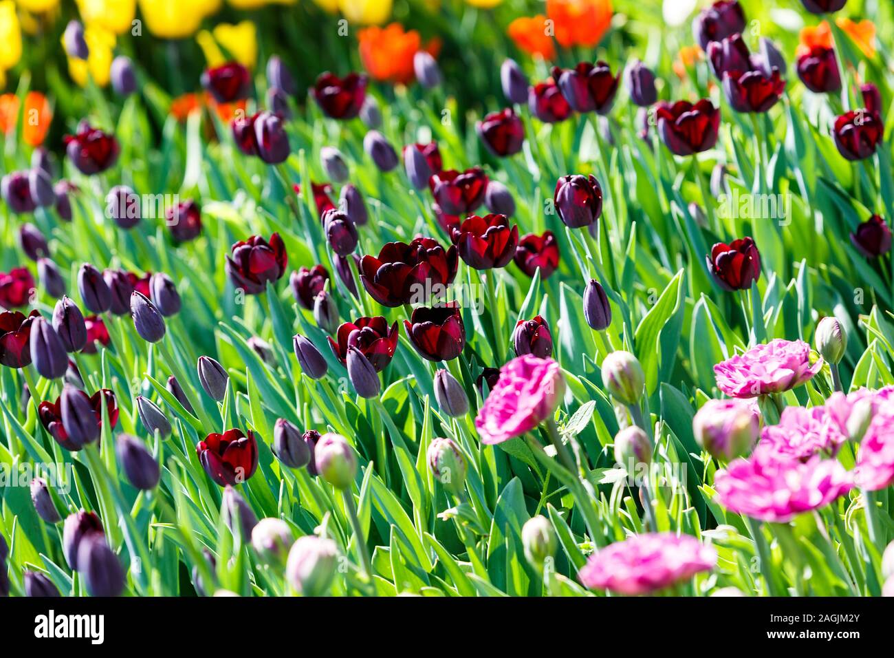 Bereich der violett Tulpen mit selektiven Fokus. Feder, floral background. Natürliche blühen. Stockfoto