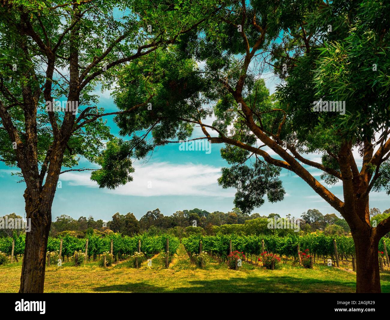 Yarra Valley Winery Stockfoto