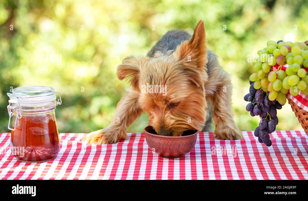 Der Hund frisst Lebensmittel aus Ton Schüssel auf dem Tisch mit roten Tischdecke. In der Nähe befindet sich ein Glas Marmelade ein Picknickkorb mit Trauben. Tag. Comic Picknick Konzept
