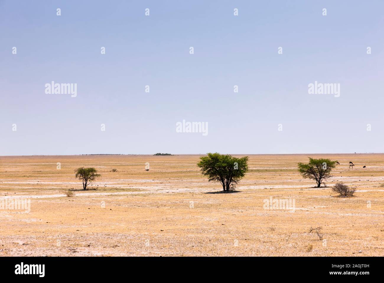 Kalahari Wüste in der Nähe von Rakops, Central District, Botswana, Afrika Stockfoto