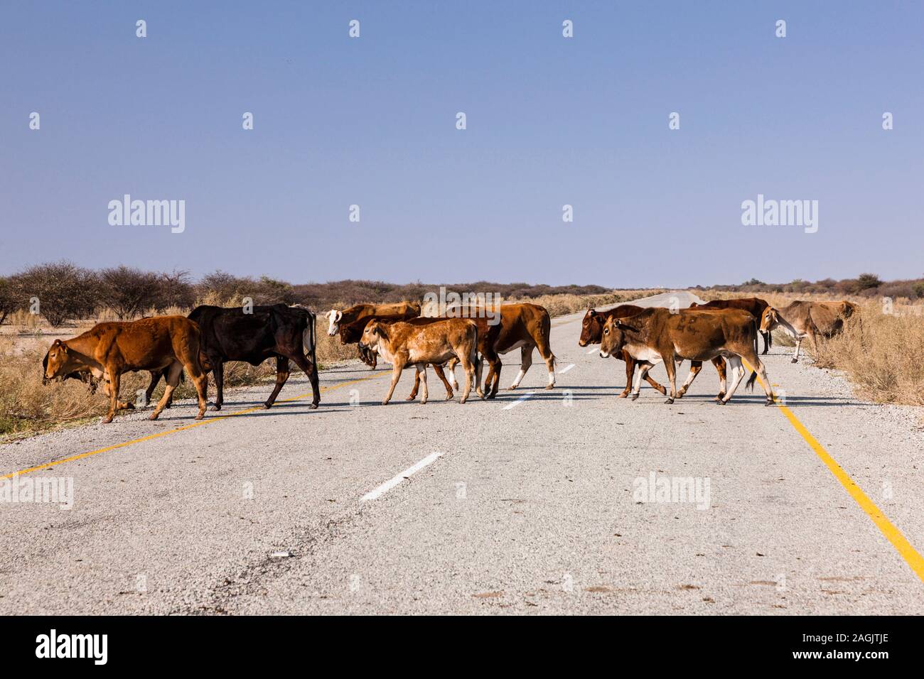 Cattle Crossing Tear Road, Kalahari Desert, near Rakops, Central District, Botswana, Südliches Afrika, Afrika Stockfoto