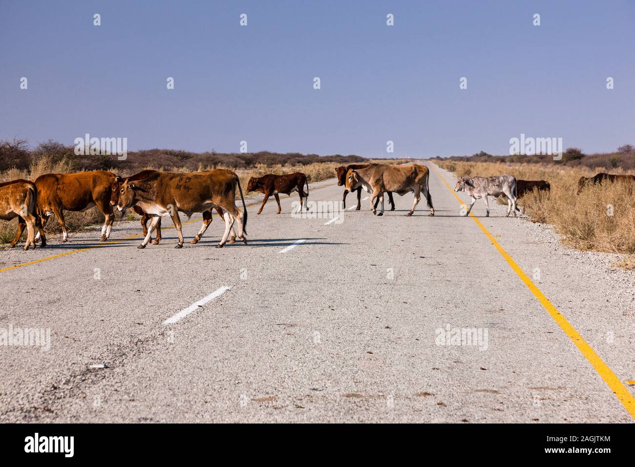 Cattle Crossing Tear Road, Kalahari Desert, near Rakops, Central District, Botswana, Südliches Afrika, Afrika Stockfoto