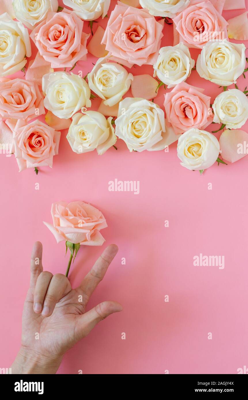 Hand Gebärdensprache "ich liebe Dich" mit einem einzigen rosa Rose mit den anderen an der Spitze setzen auf rosa Hintergrund für Valentinstag. Flach backgro Stockfoto