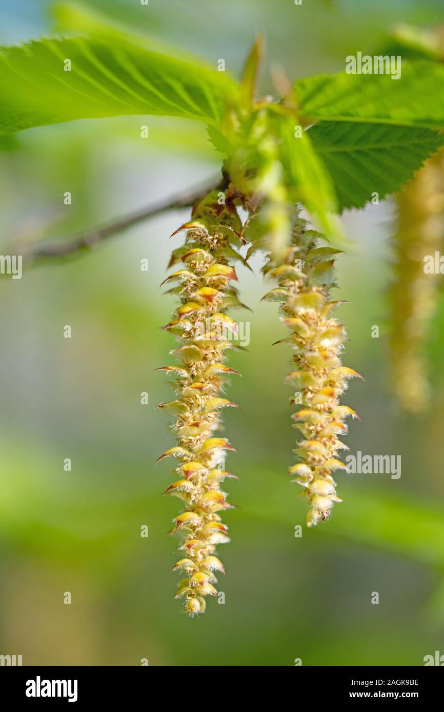Männliche Blüten der hop Buche, Ostrya carpinifolia Stockfotografie - Alamy