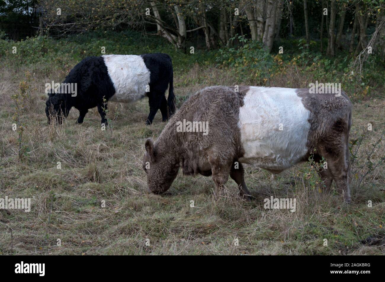 Belted Galloway Rinder grasen in ein Feld im Ash Vale, Surrey, England Stockfoto
