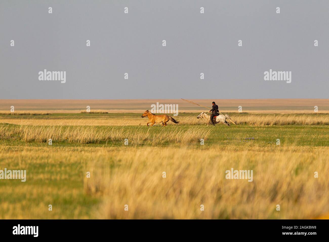 Ein Pferd Mann versucht, seine schnellste Pferd auf der Rückseite seines zweiten schnellen Pferd zu fangen Stockfoto