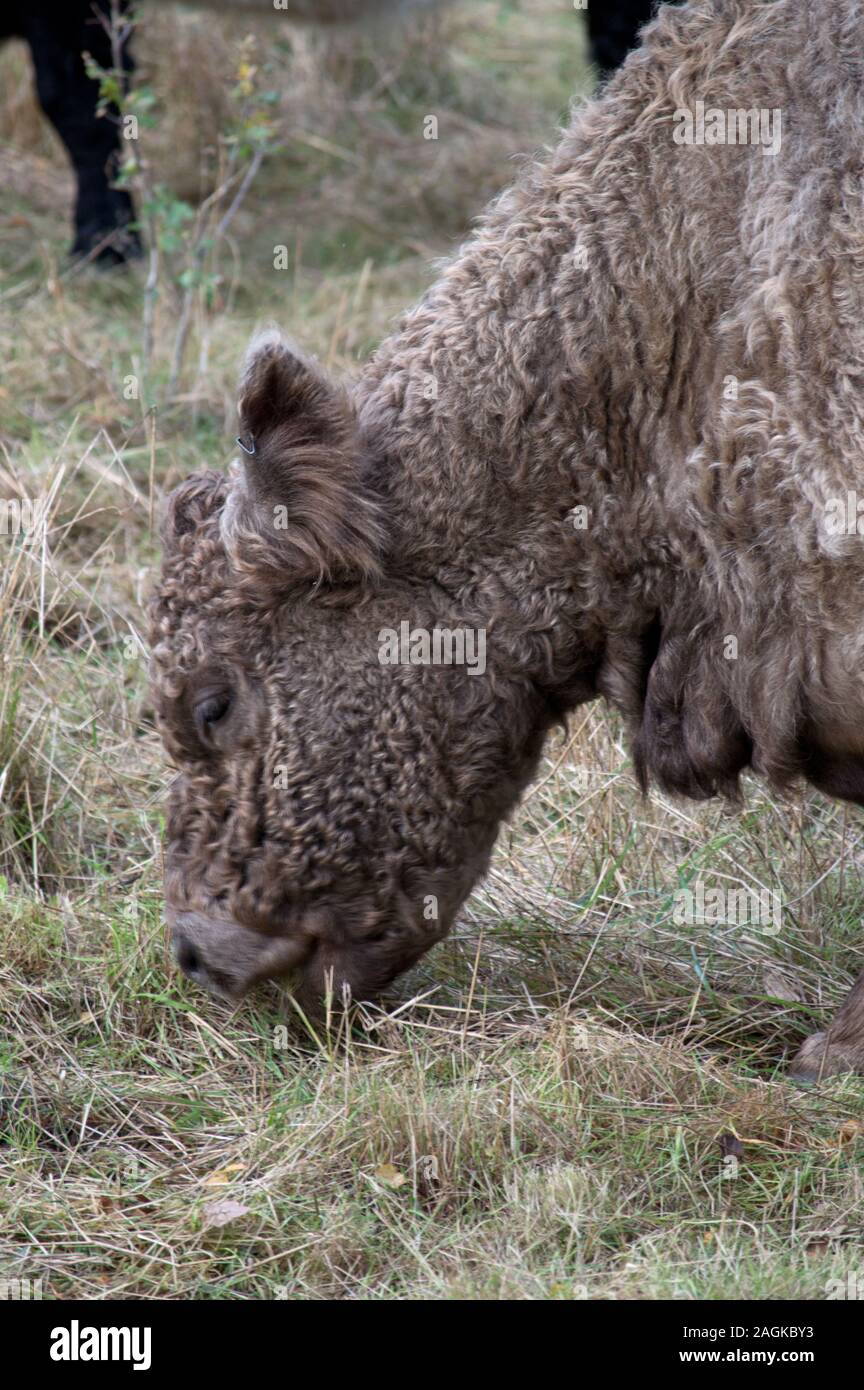 Belted Galloway Rinder grasen in ein Feld im Ash Vale, Surrey, England Stockfoto