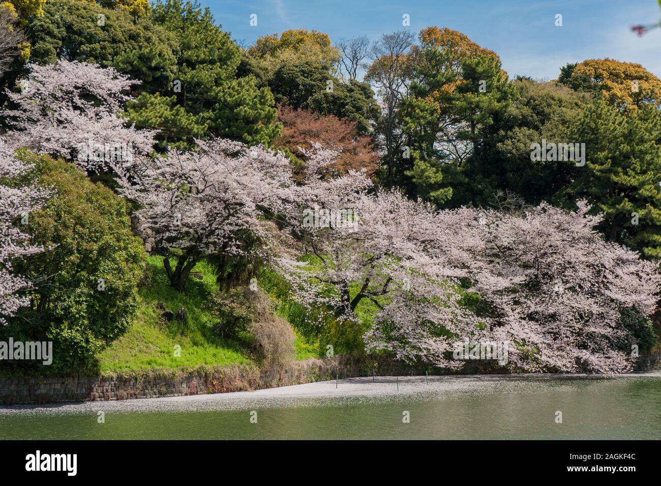 Schöne Cherry Blossom Festival im Park Chidorigafuchi, Tokio, Japan. Stockfoto