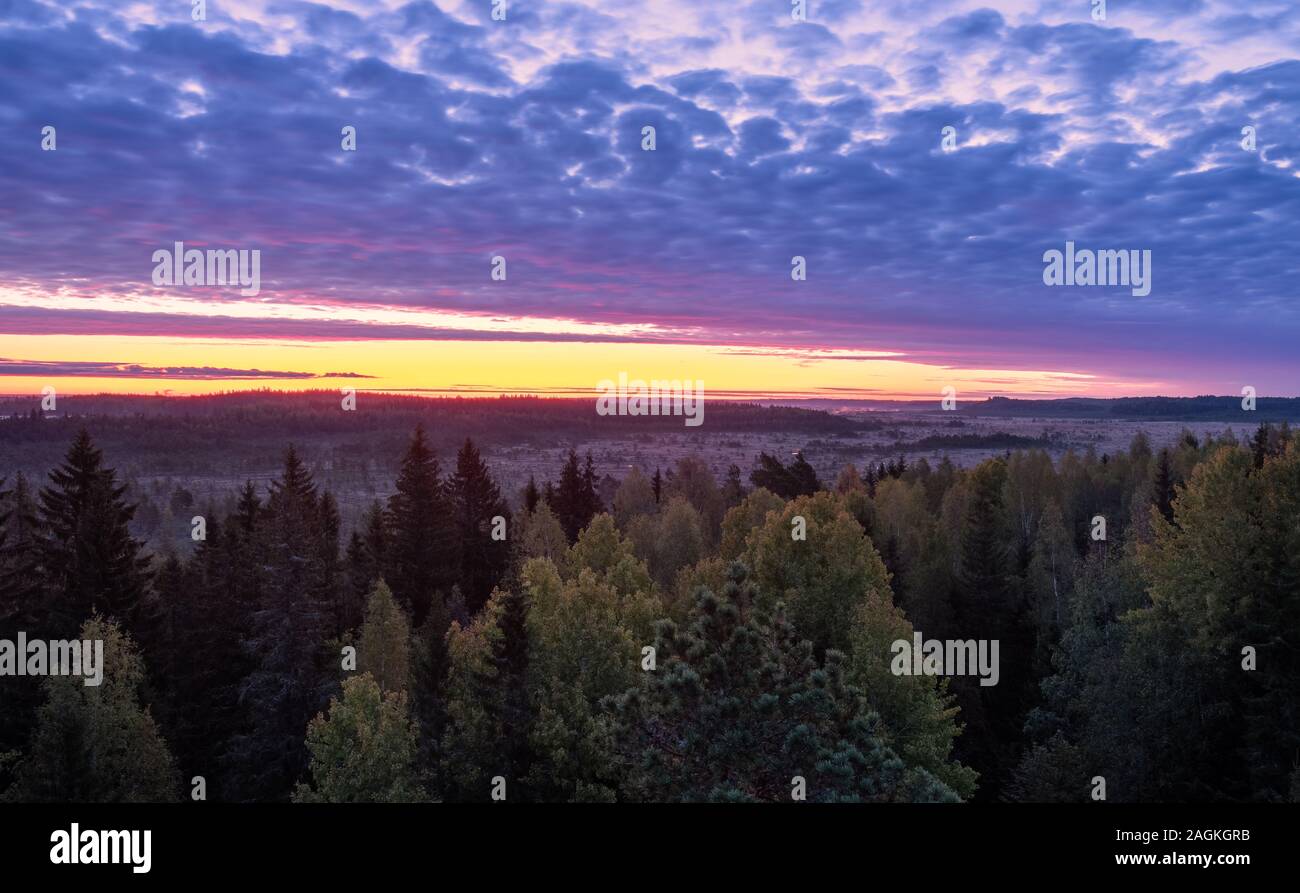 Schöne bunte Sunrise View mit Feuchtgebiet Landschaft gegen rosa Himmel im Herbst morgen in Torronsuo, Finnland Stockfoto