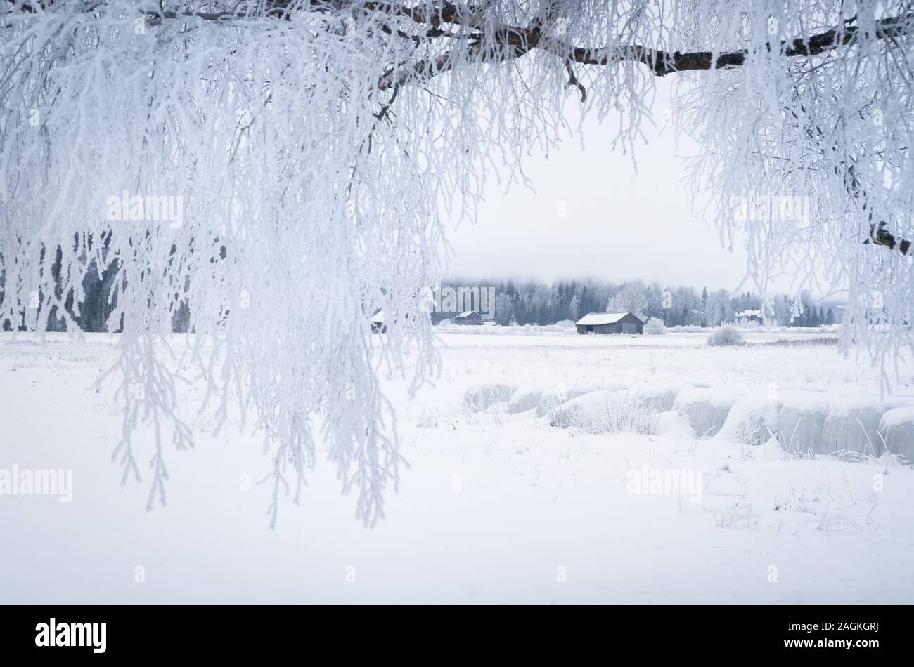 Weiße Winterlandschaft mit frostigen Baum tagsüber in Finnland Stockfoto