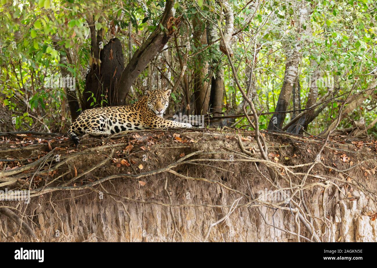 Nahaufnahme von einem Jaguar liegt an einem Flussufer, Pantanal, Brasilien. Stockfoto