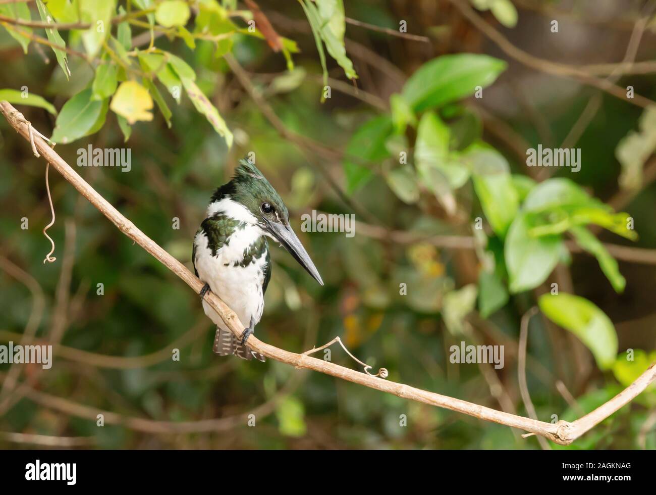 Nahaufnahme von einem grünen Kingfisher thront auf einem Zweig, Pantanal, Brasilien. Stockfoto