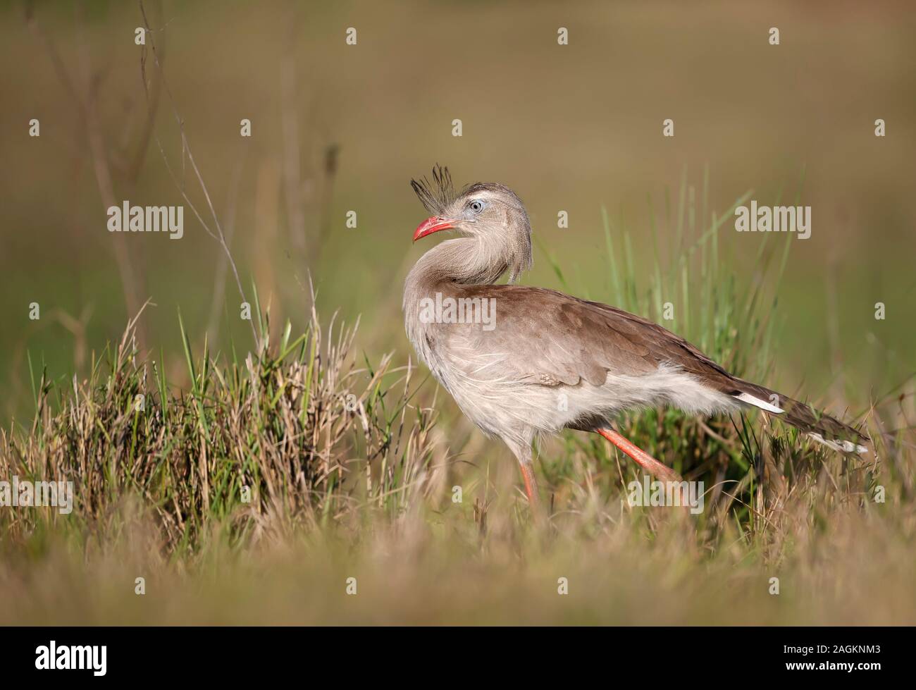 Nahaufnahme eines Red legged seriema Wandern in Gras, Pantanal Brasilien. Stockfoto