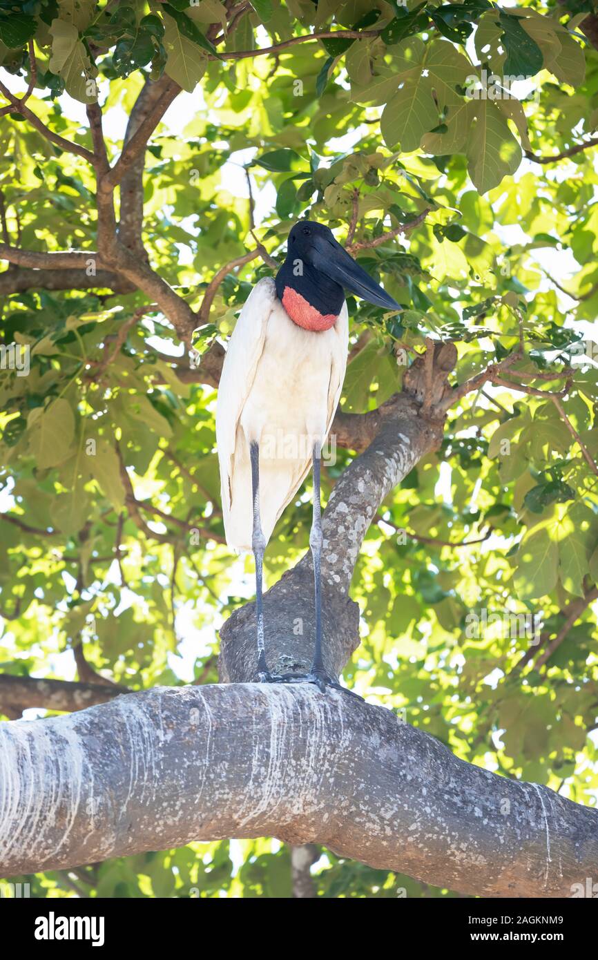 In der Nähe von Jabiru, stehend auf einem Ast, Pantanal, Brasilien. Stockfoto