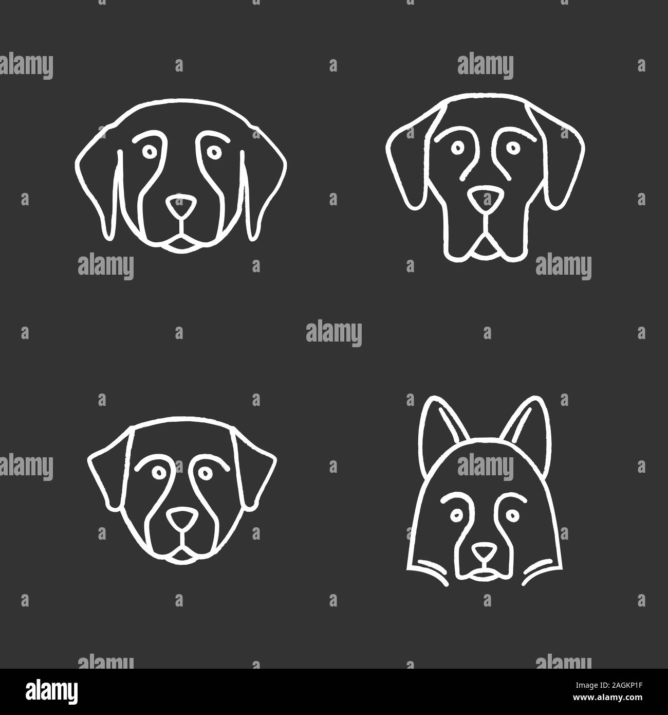 Hunde Rassen chalk Symbole gesetzt. Golden Retriever, Dogge, Berner Sennenhund, Shetland Sheepdog. Isolierte vektor Tafel Abbildungen Stock Vektor