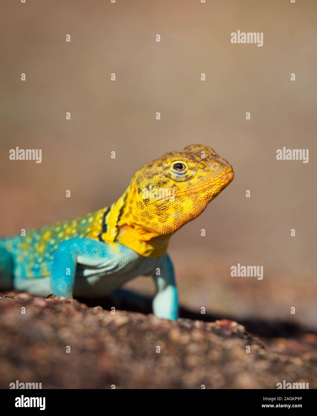 Eastern Collared Lizard, Portrait, fotografiert in der Natur. Dies ist eine wilde Eidechse, kein Haustier. Stockfoto Eastern Collared Lizard, Portrait, fotografiert in der Natur. Dies ist eine wilde Eidechse, kein Haustier. Stockfoto
