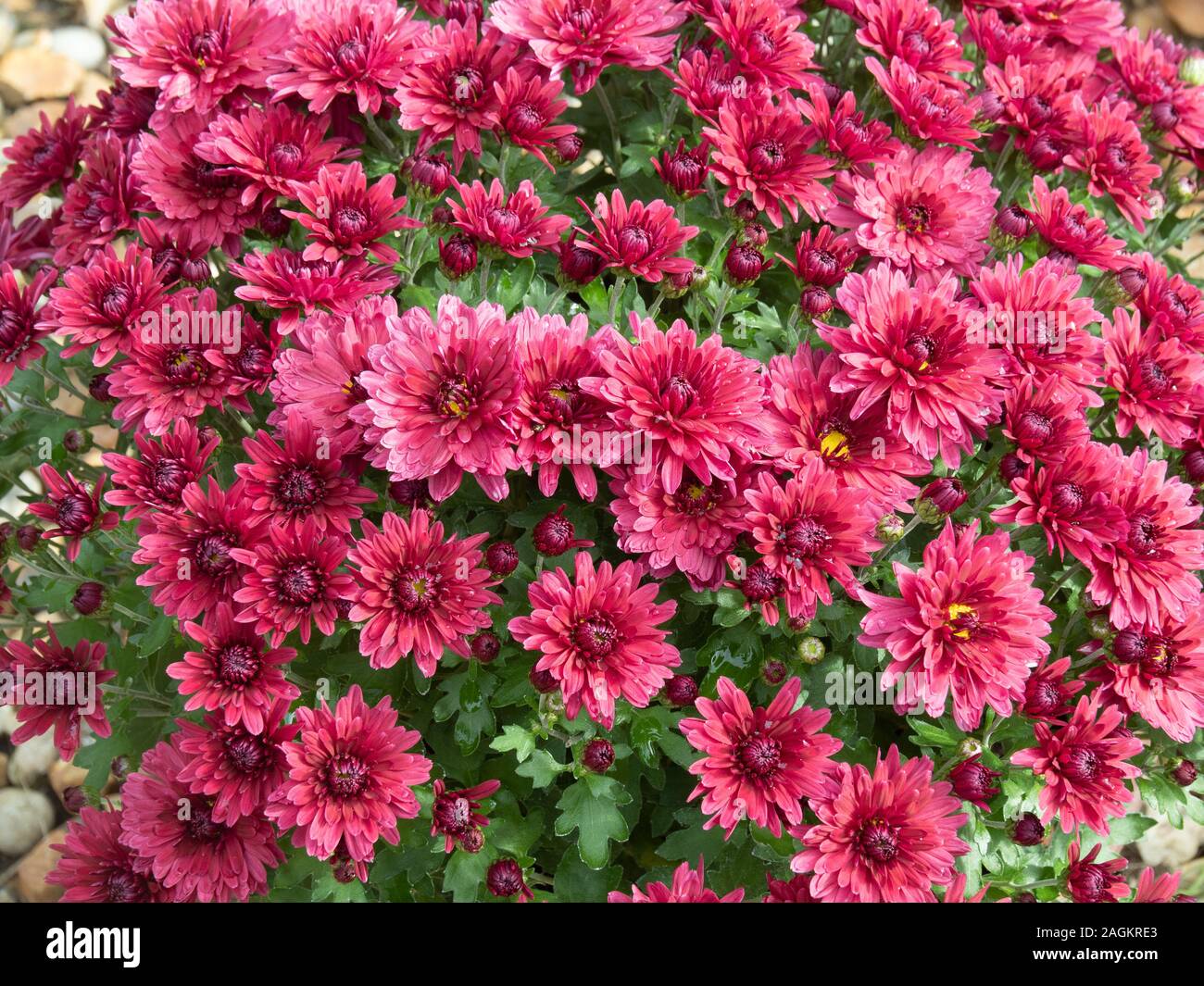 Nahaufnahme der kastanienbraunen Blumen der Chrysantheme Branroyal Lila Stockfoto