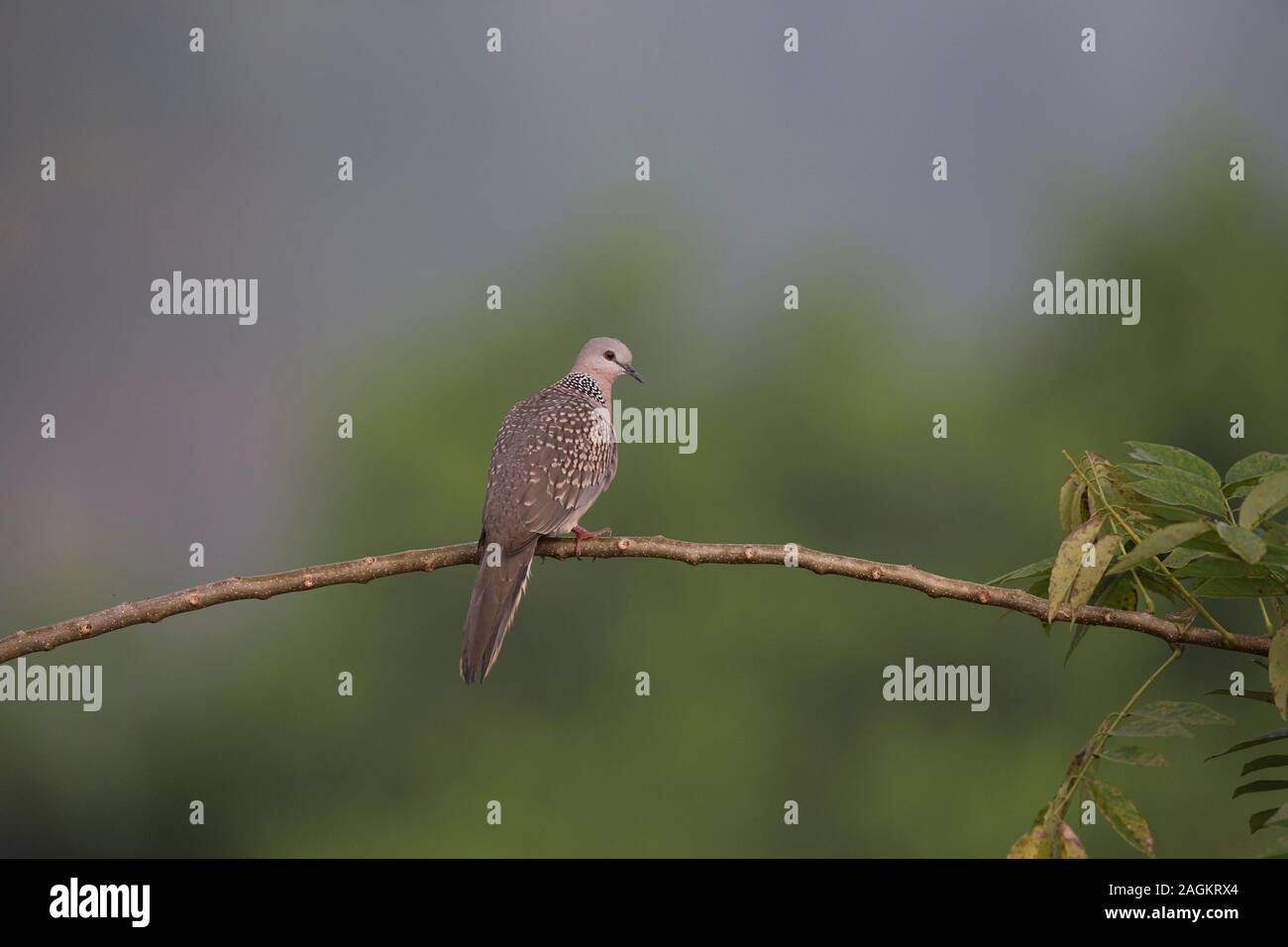 Gefleckte Taube (Streptopelia chinensis Ceylonensis) Stockfoto