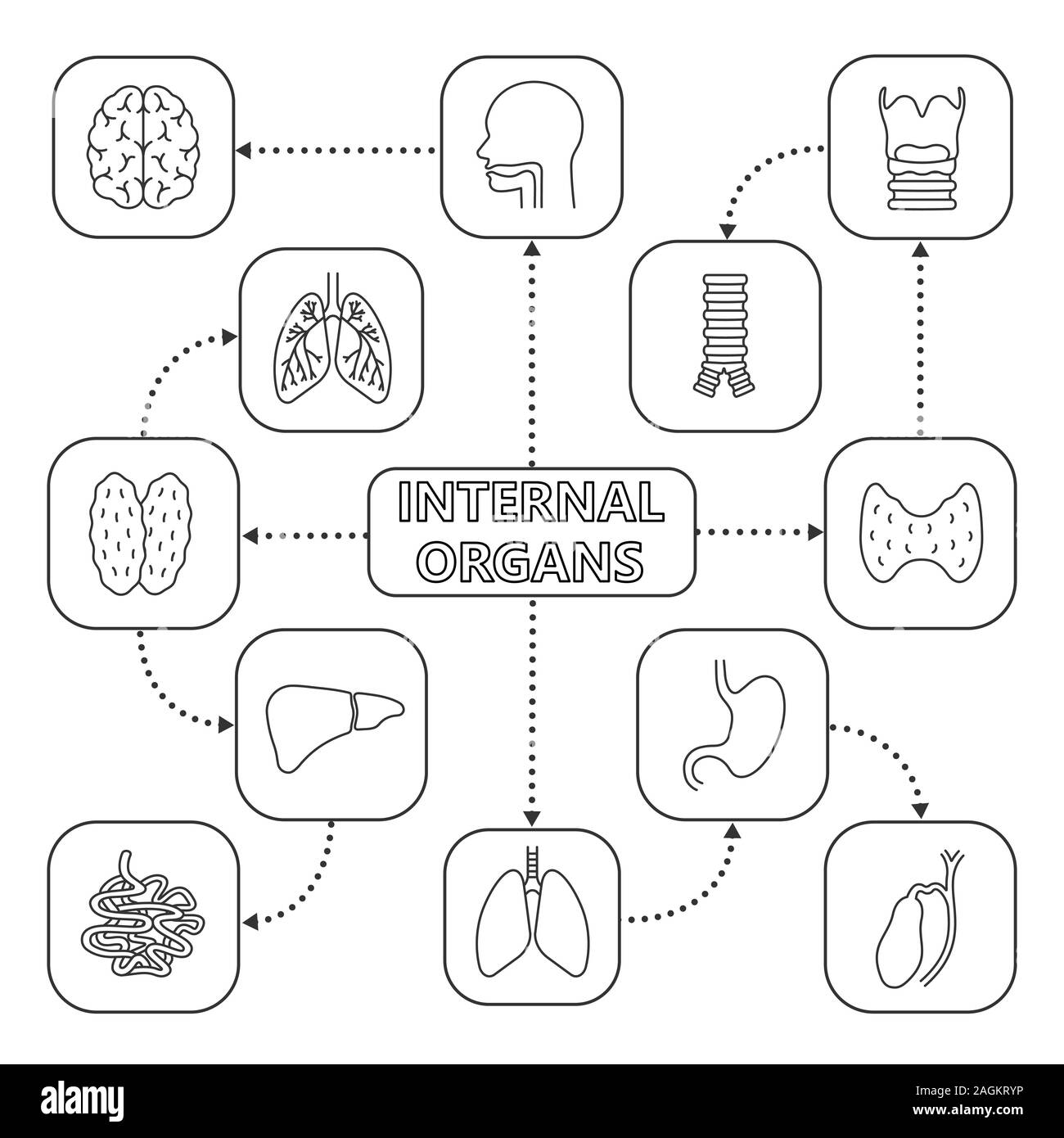 Innere Organe Mind Map mit linearen Symbolen. Verdauungs- und Atmungssystem. Konzept. Leber, Dünndarm, Gallenblase, Luftröhre Stock Vektor