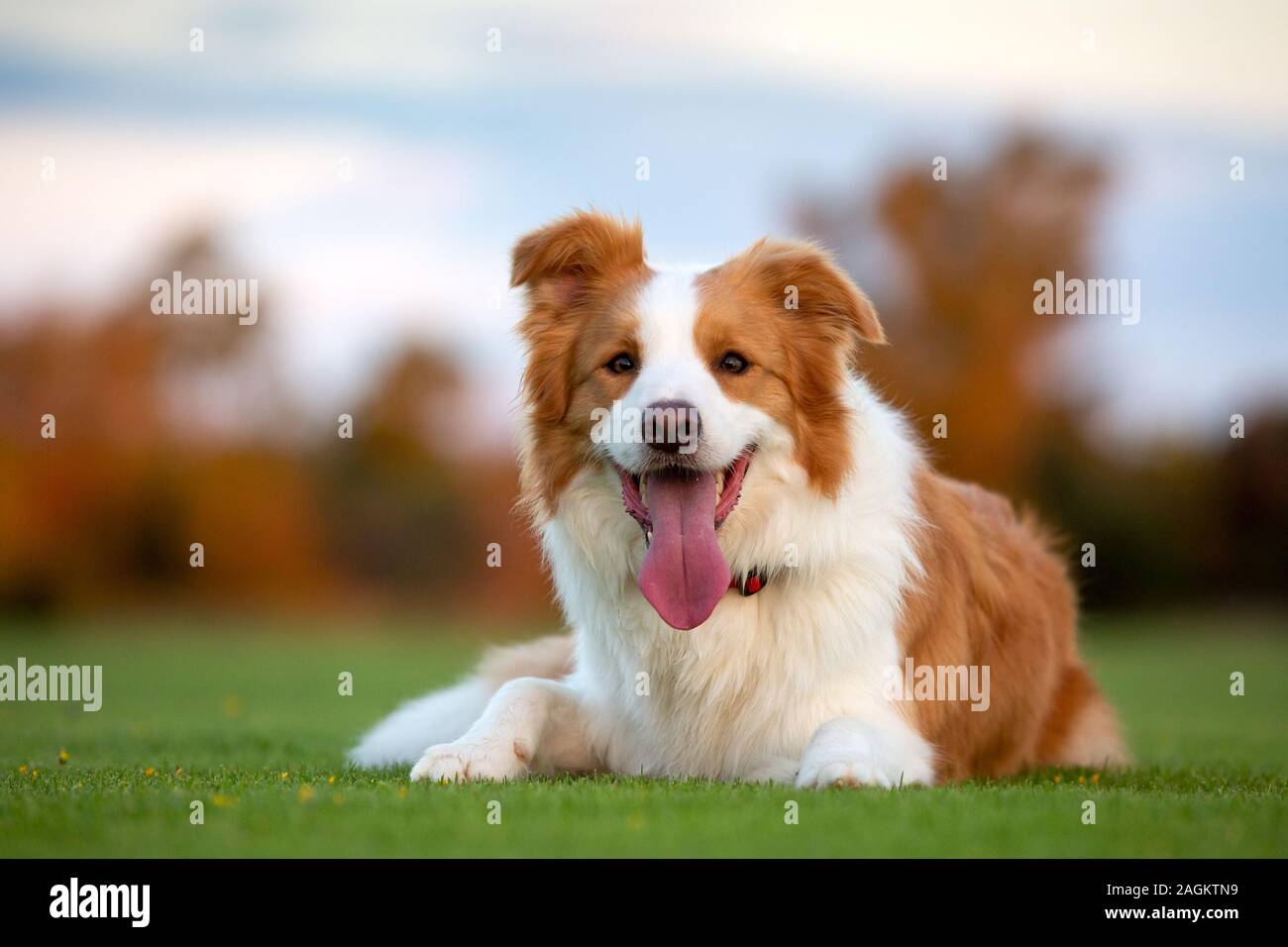 Eine rot-weiße Border Collie Festlegung auf grünem Gras. Stockfoto