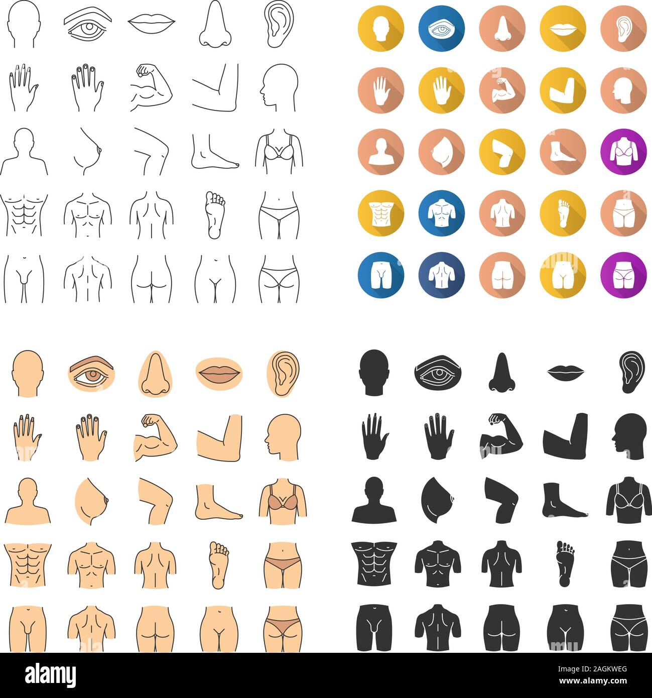 Menschliche anatomie icons teile Stock-Vektorgrafiken kaufen - Alamy