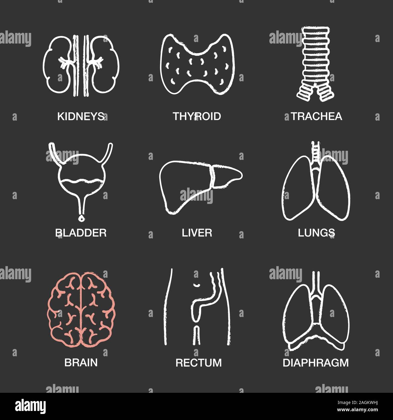 Menschliche innere Organe chalk Symbole gesetzt. Der Nieren, der Schilddrüse, die Luftröhre, die urinausscheidende Blase, Leber, Lunge, Gehirn, Rektum, Membran. Isolierte Vektor des Schwarzen Brettes Stock Vektor