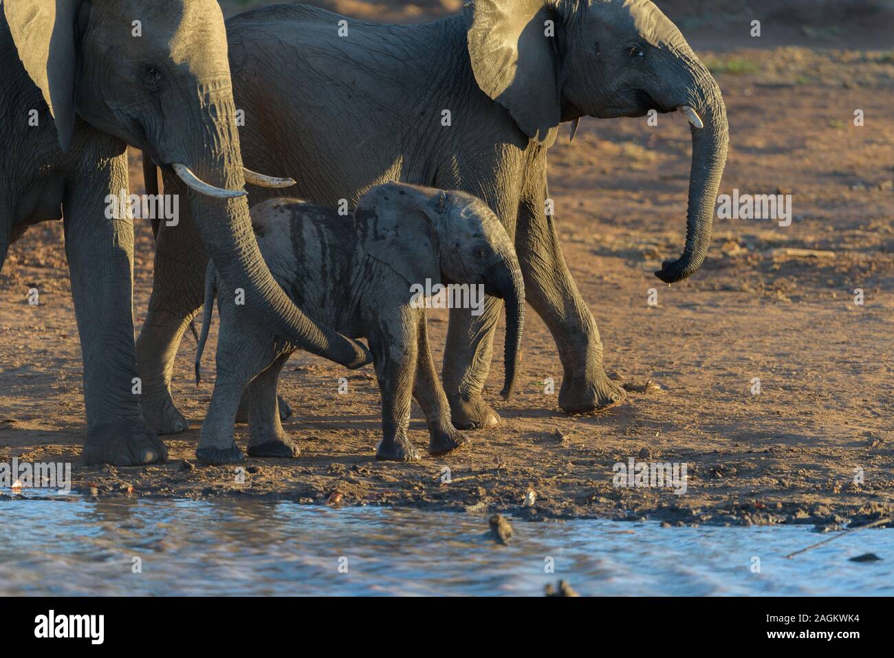Selektive Fokusaufnahme eines Elefantenbabys, der in der Nähe eines anderen läuft Elefanten Stockfoto