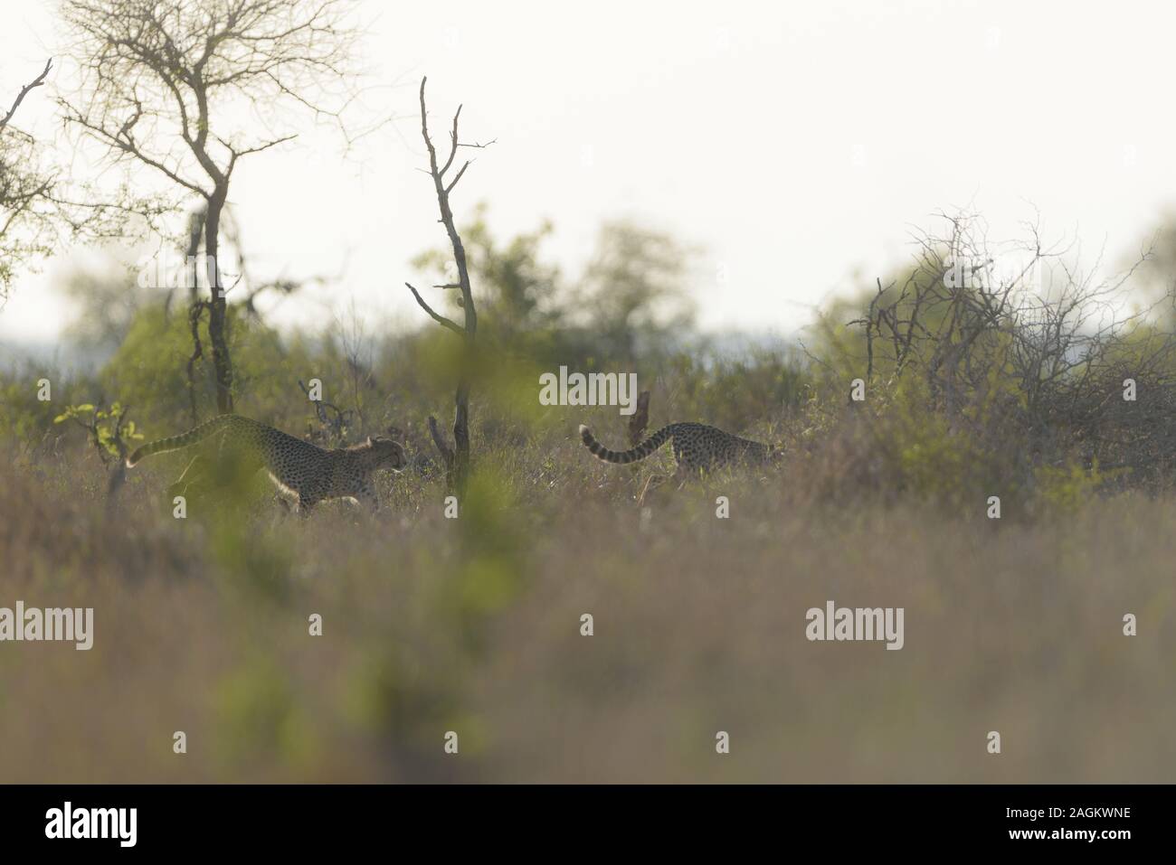 Selektive Aufnahme von Leoparden, die in der Ferne laufen Stockfoto
