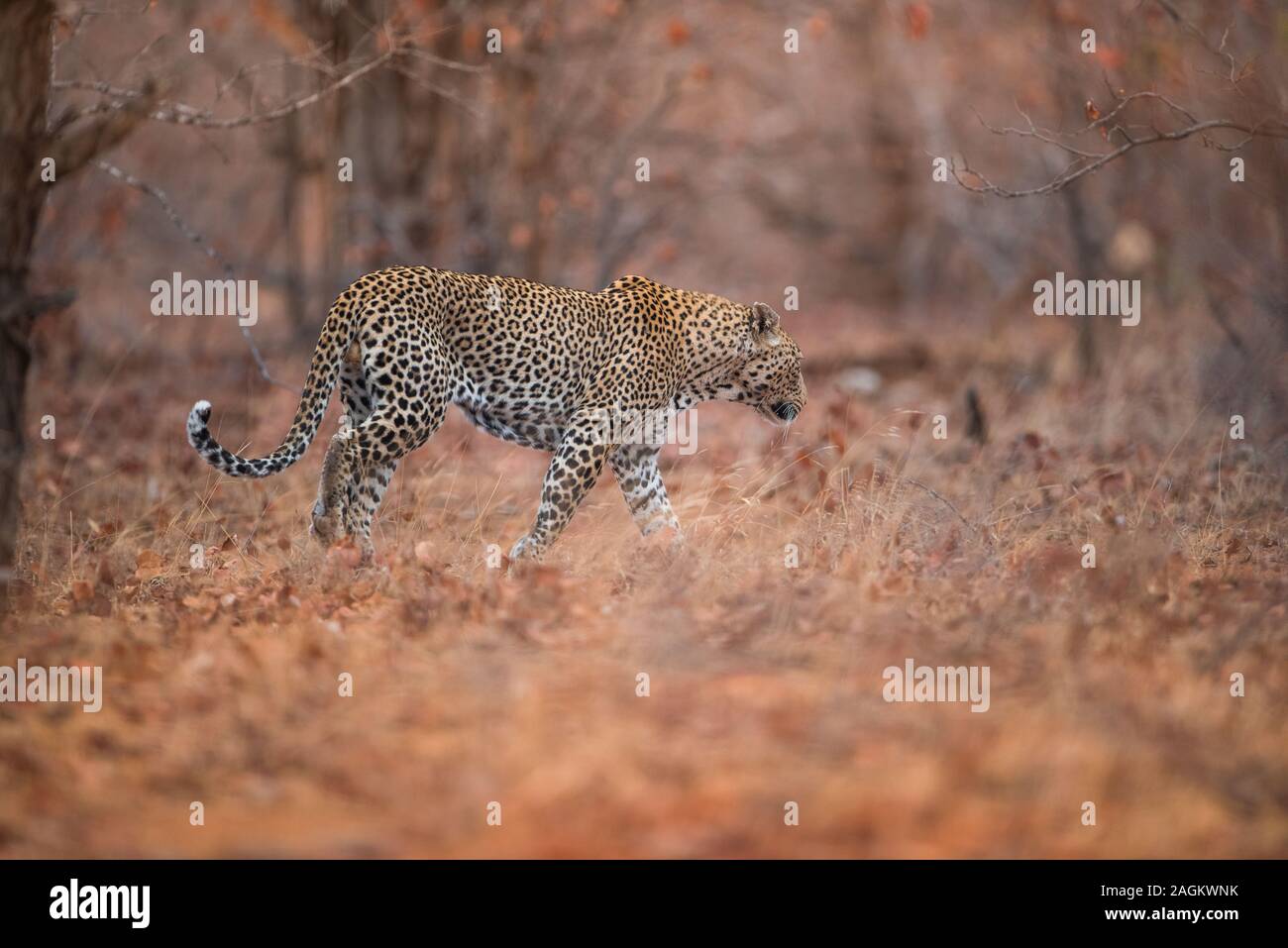 Selektive Fokusaufnahme eines Leoparden, der im Wald läuft Stockfoto