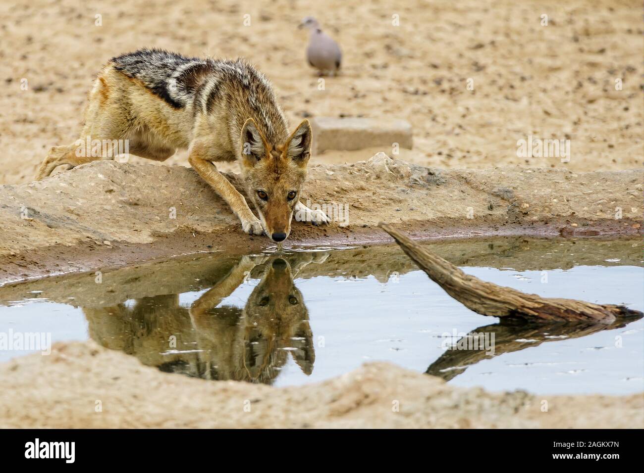 Schwarzer Schakal trinken Stockfoto