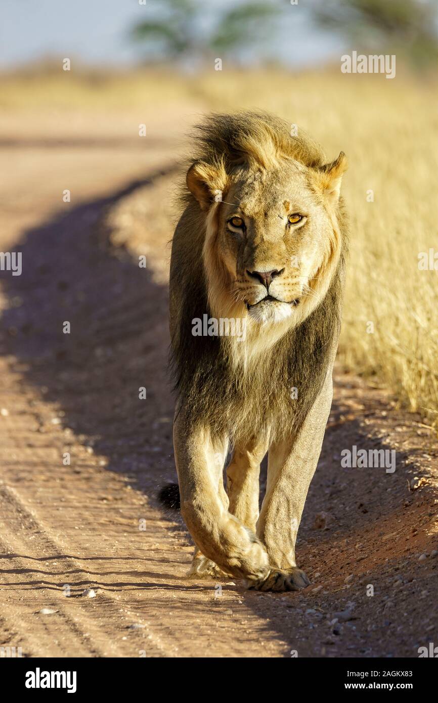 Der Löwenkönig, der auf der Straße läuft Stockfoto