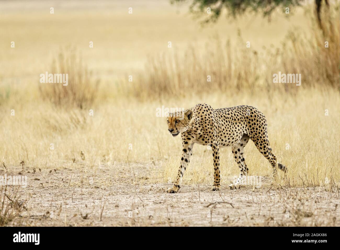Zu Fuß Gepard Stockfoto