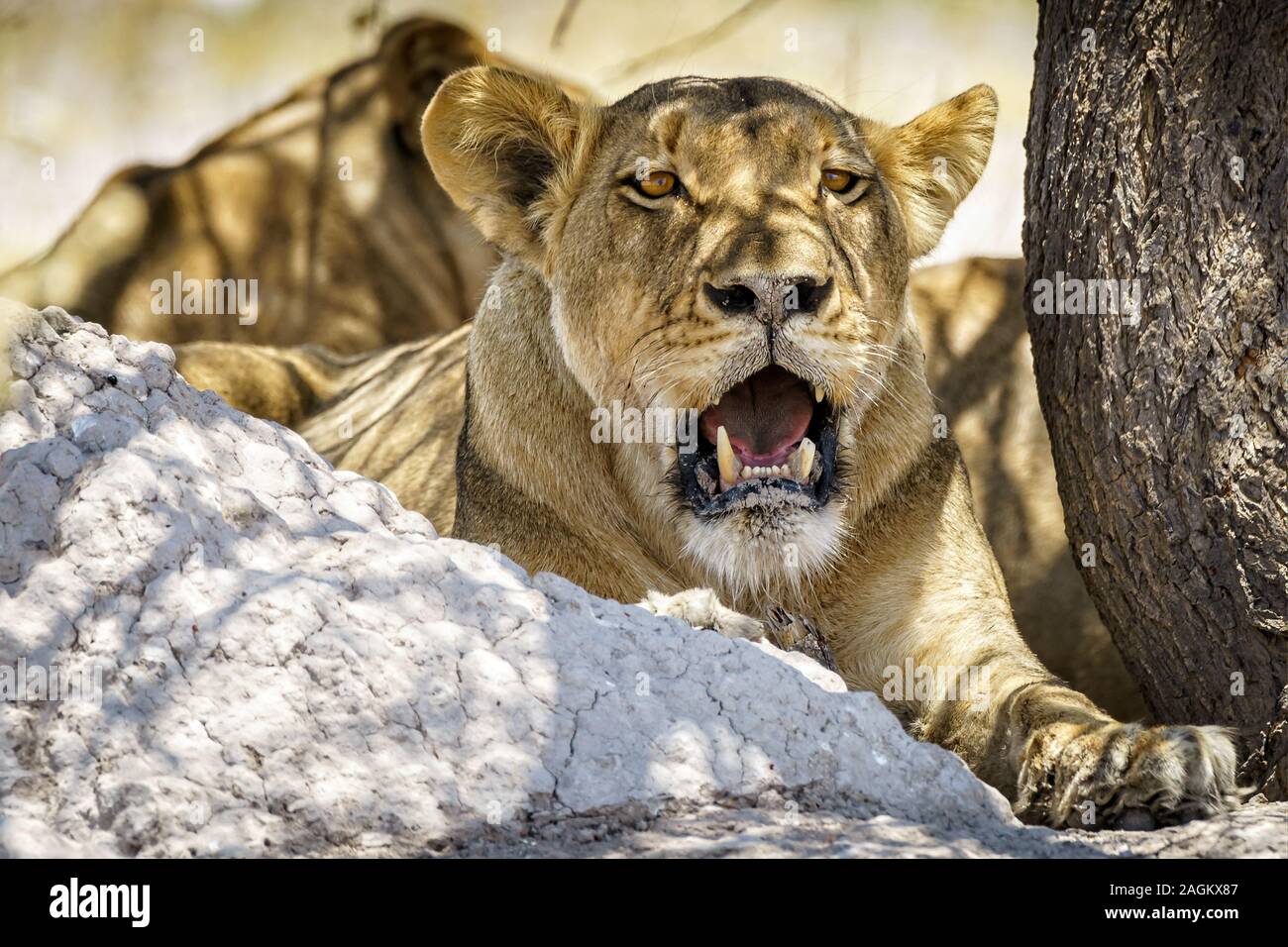 Löwin mit gebrochenem Zahn Stockfoto