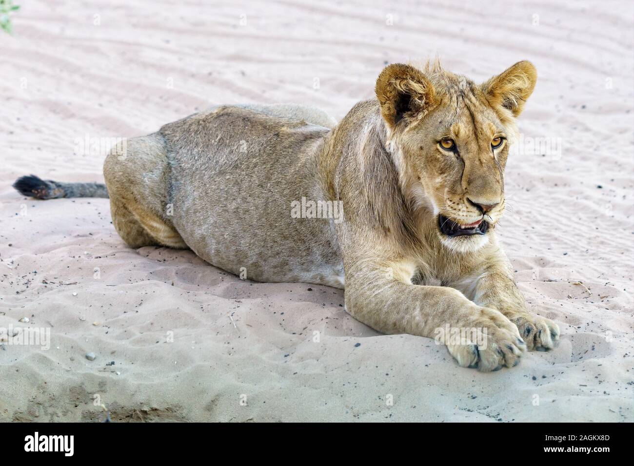 Junger männlicher Löwe im Sand Stockfoto