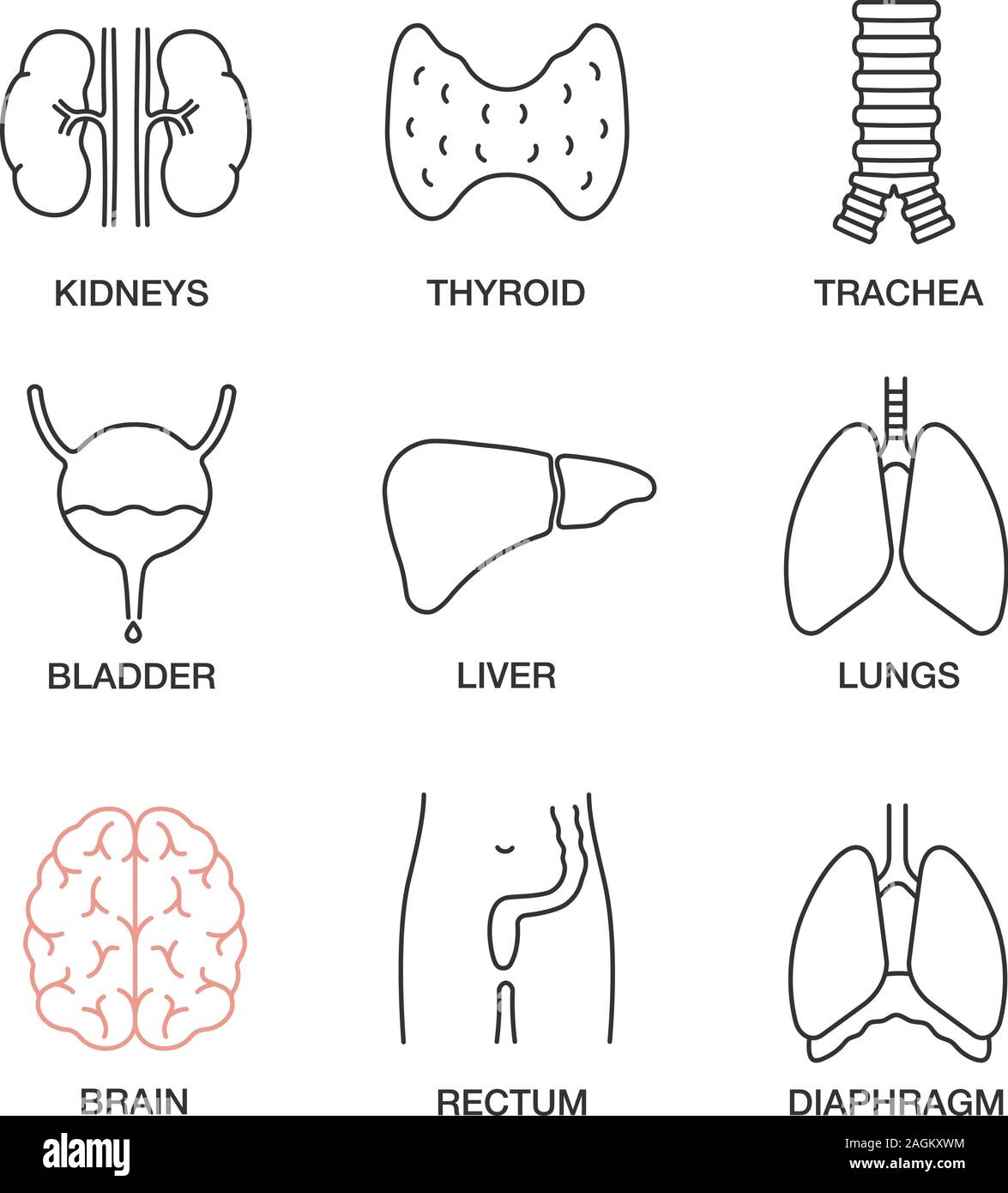 Innere Organe lineare Symbole gesetzt. Der Nieren, der Schilddrüse, die Luftröhre, die urinausscheidende Blase, Leber, Lunge, Gehirn, Rektum, Membran. Thin Line Kontur Symbole. Isola Stock Vektor