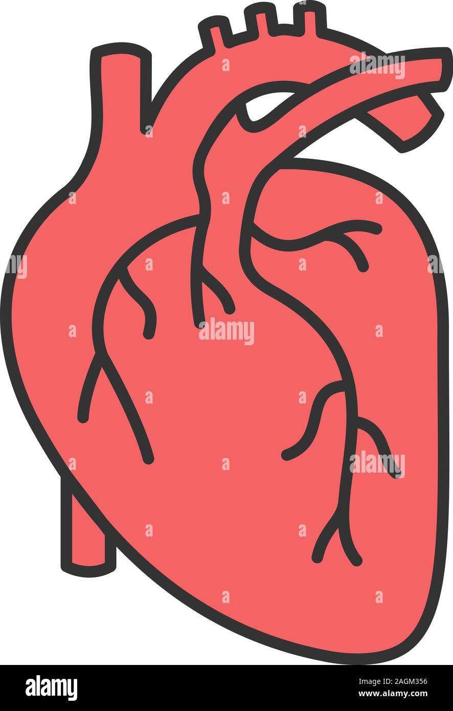 Menschliche Herz Anatomie Farbe Symbol. Isolierte Vector Illustration