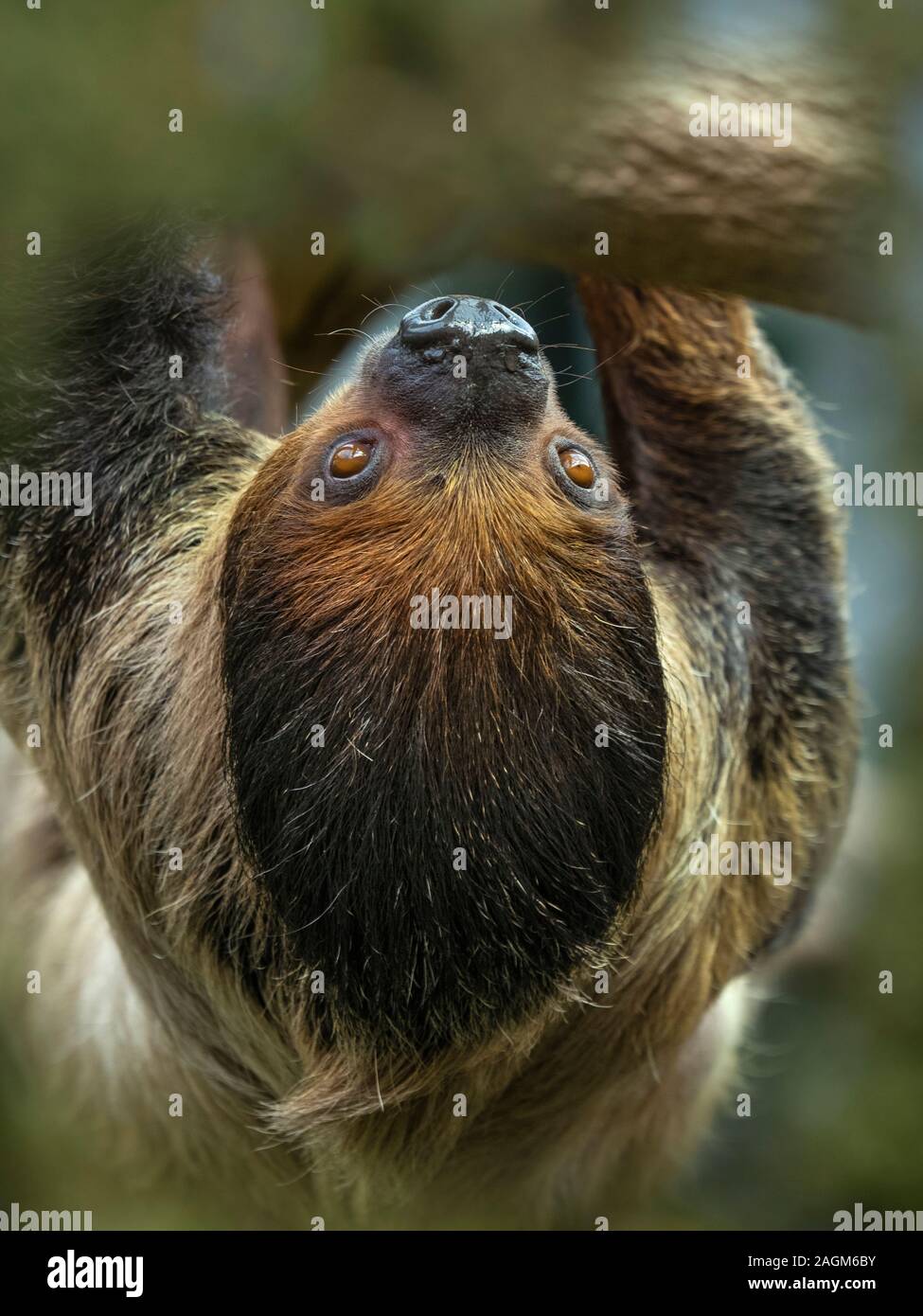 Linnaeus zwei-toed sloth Choloepus didactylus Stockfoto