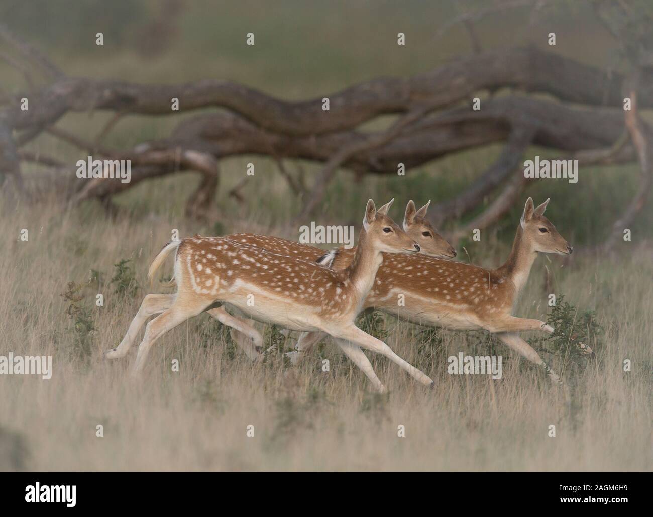 Damwild Hinds läuft mit Studley Royal Deer Gleichheit, in der Nähe von Bedale, North Yorkshire, England Stockfoto