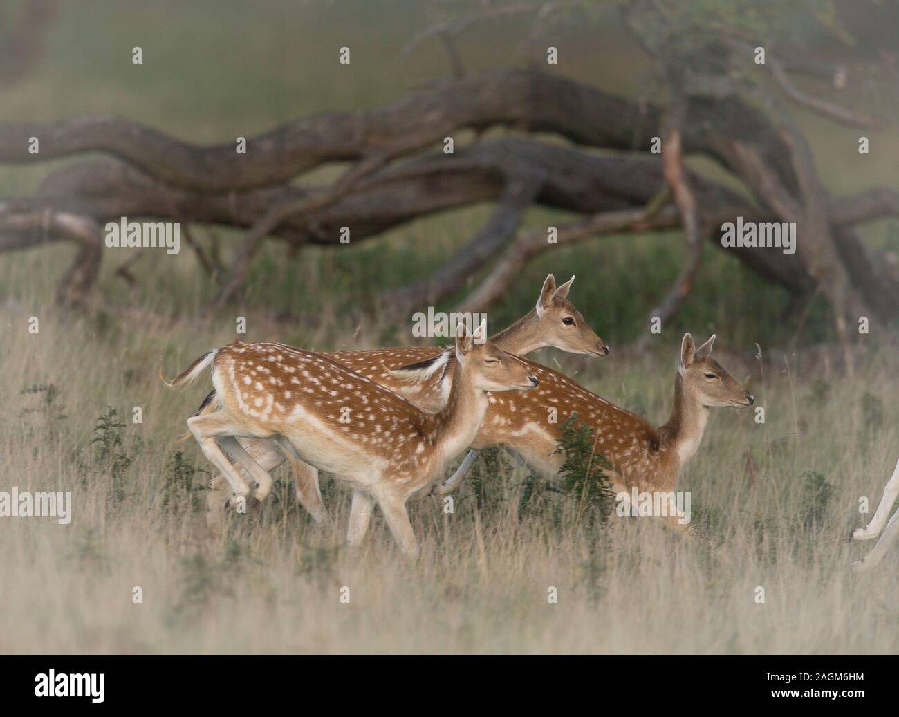 Damwild Hinds läuft mit Studley Royal Deer Gleichheit, in der Nähe von Bedale, North Yorkshire, England Stockfoto