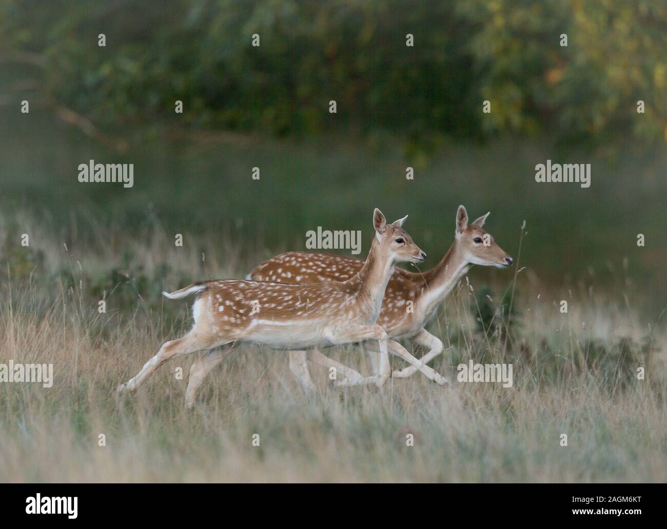 Damwild Hinds läuft mit Studley Royal Deer Gleichheit, in der Nähe von Bedale, North Yorkshire, England Stockfoto