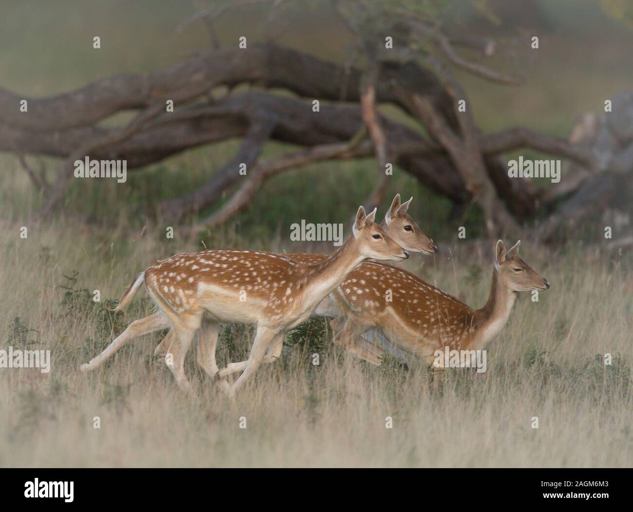 Damwild Hinds läuft mit Studley Royal Deer Gleichheit, in der Nähe von Bedale, North Yorkshire, England Stockfoto