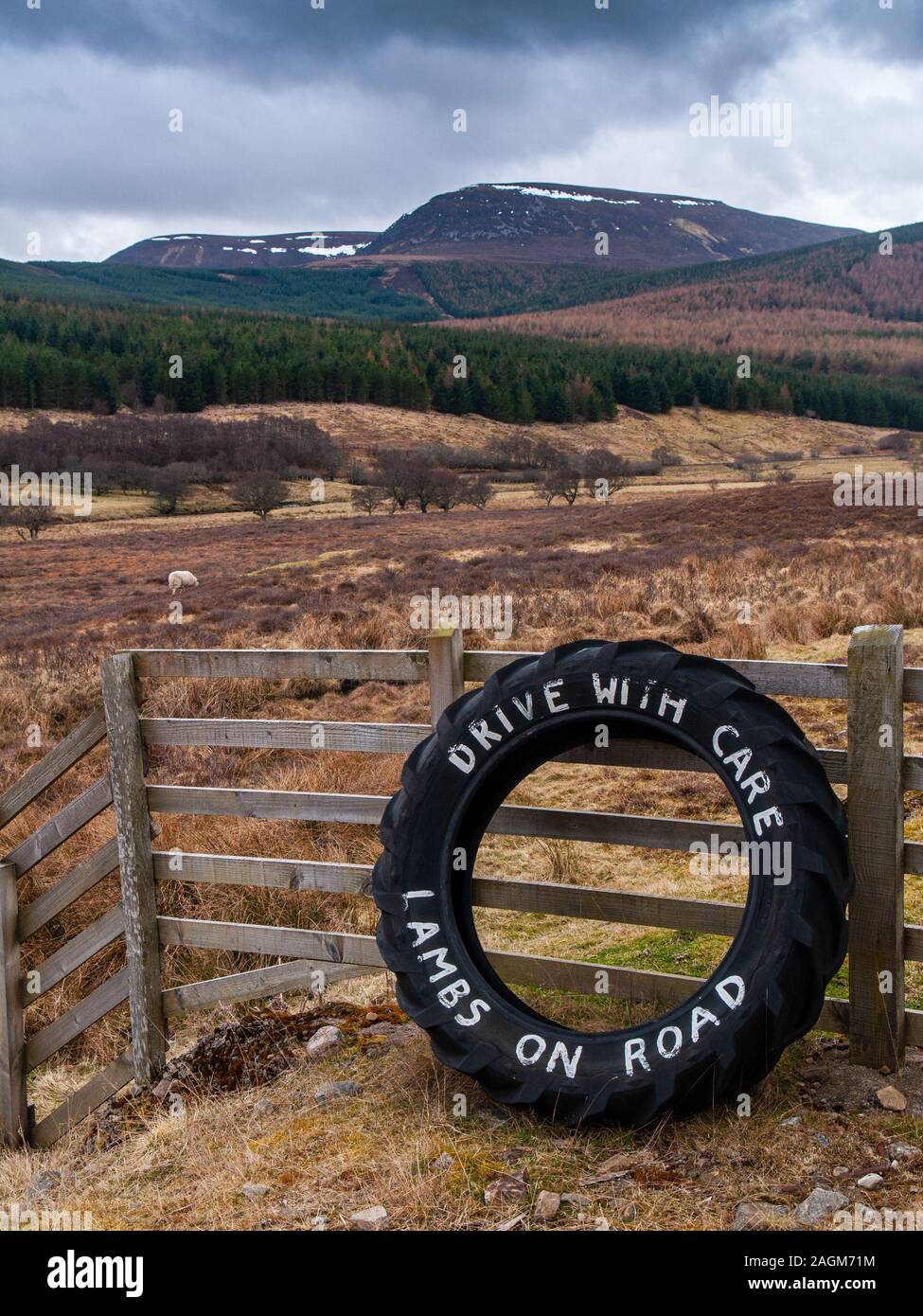 Helmsdale, Schottland, UK - 29. März 2011: Schafe grasen auf rauhen Moor neben einem Schild Warnung der Lämmer Strath von Kildonan Tal in den Highlands o Stockfoto