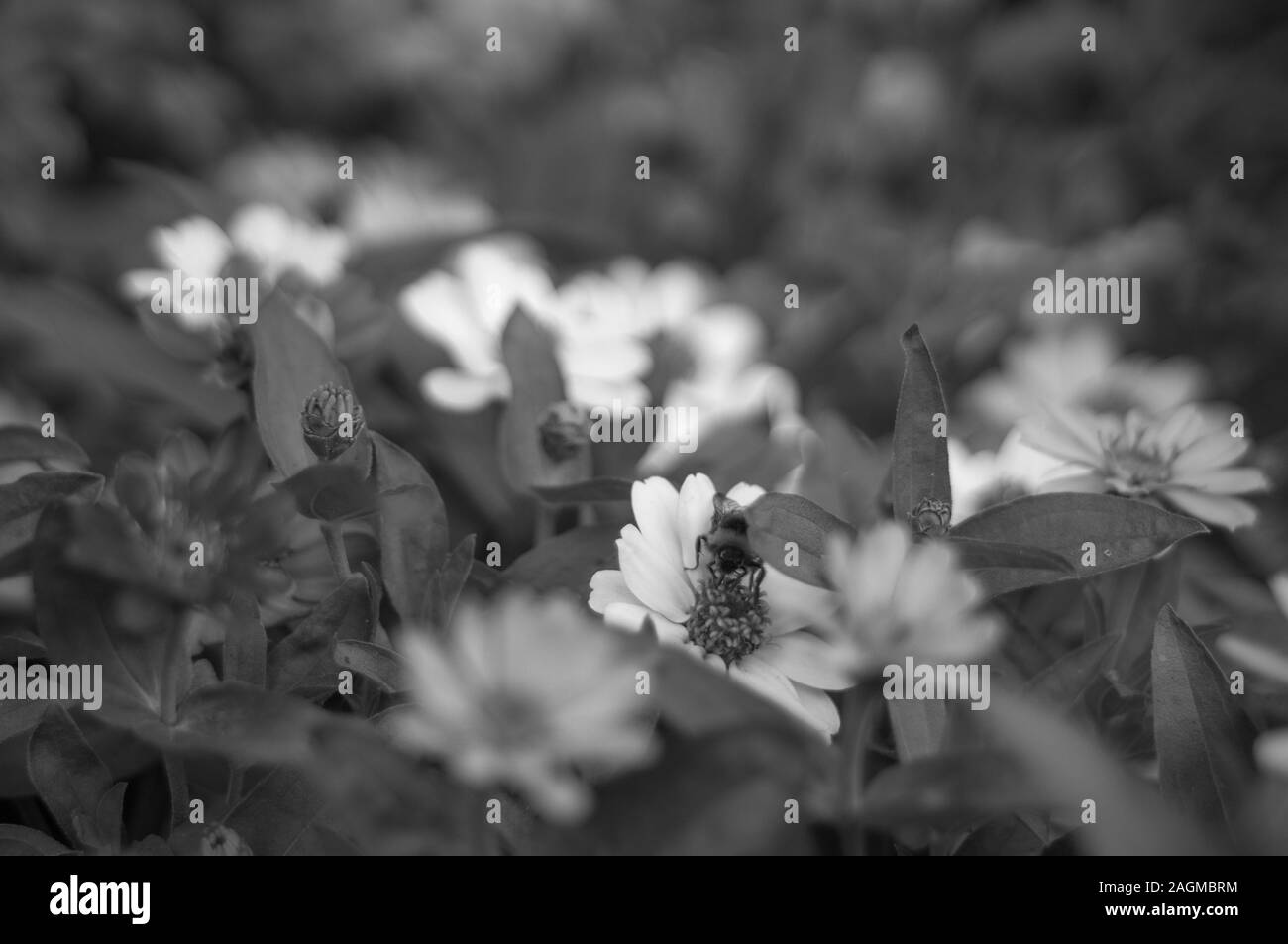 Selektive Fokusaufnahme einer Biene, die Nektar aus einem erntet Bellis perennis Blume Stockfoto