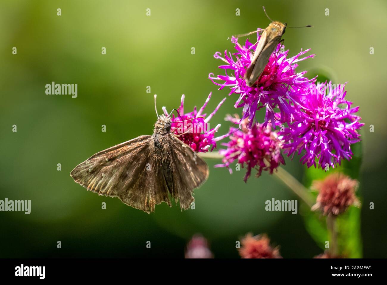 Fokus auf einem Horace duskywing Schmetterling eine Blüte mit einem feurigen Skipper im Hintergrund bei Yates Mühle County Park in Raleigh, North Carolina. Stockfoto