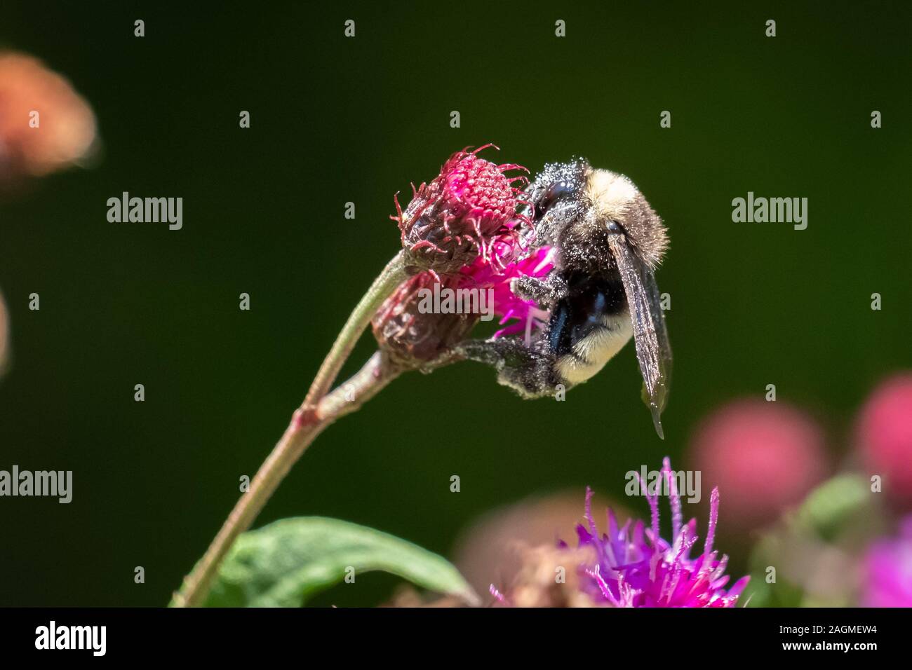 Eine amerikanische Bumblebee in Pollen bedeckt ist hart an einer Blume an Yates Mühle County Park in Raleigh, North Carolina. Stockfoto