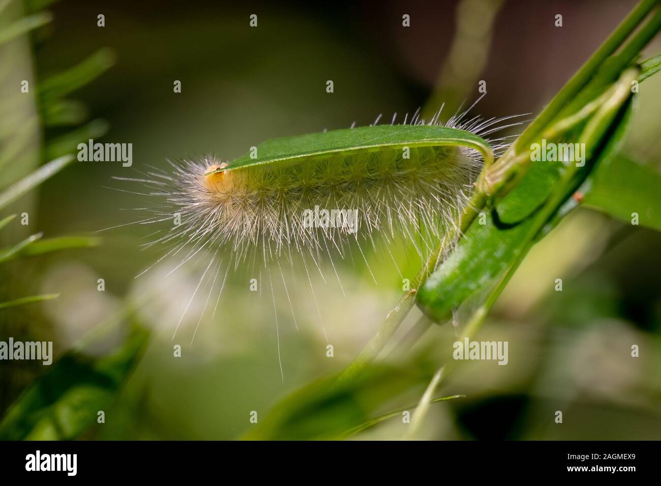 Eine gelbe wooly Bär, eine Caterpillar Form der Virginia Tiger Moth, genießt ein frisches Blatt an Yates Mühle County Park in Raleigh, North Carolina. Stockfoto