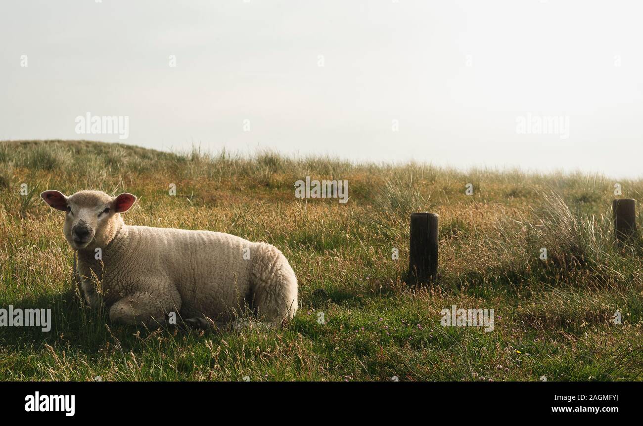 Baby Schaf liegend auf grünem Moos Weide, an sonnigen Sommertagen, auf Sylt an der Nordsee, Deutschland. Lamm auf der Wiese. Deutschen Bauernhof. Lustige Schafe. Stockfoto