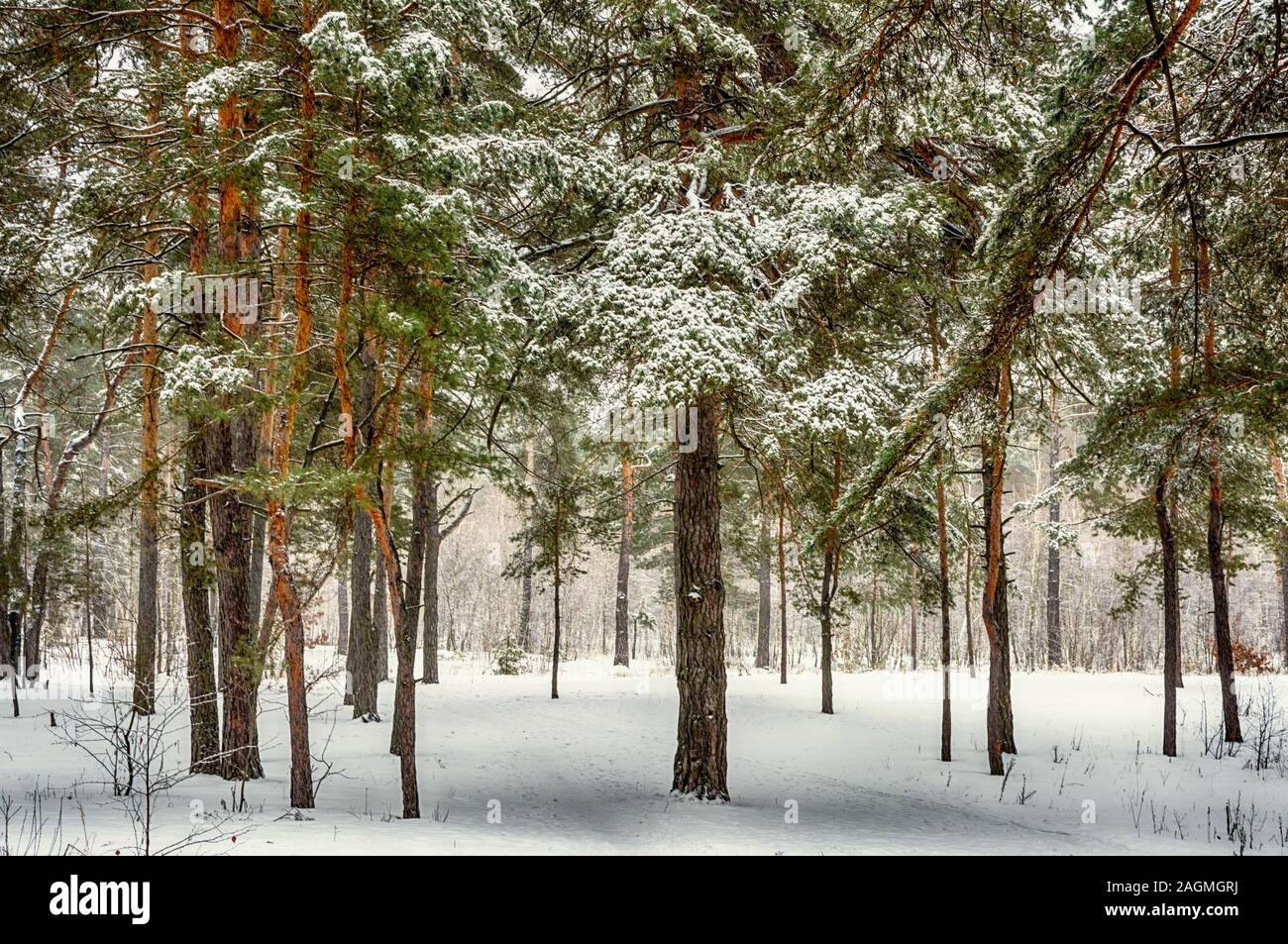 Verschneiten Wald Bäume im Schnee. Große Winter Wetter. Stockfoto