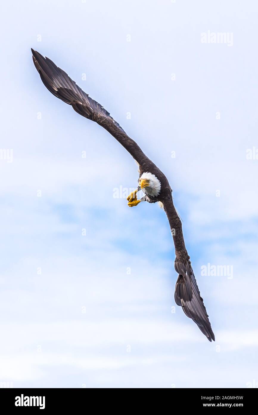 Kanadische kahler Adler fliegen in seinen Lebensraum in der Jagd Modus Stockfoto